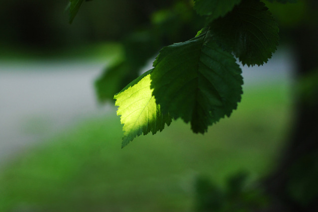 leaf-1545383-639x425